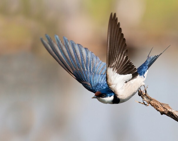 European Swallow take off, lovely wings up pose